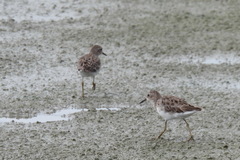Calidris subminuta