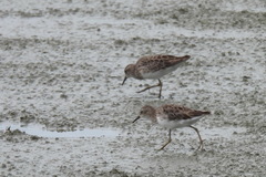 Calidris subminuta