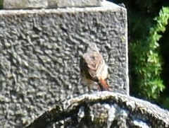 Phoenicurus phoenicurus