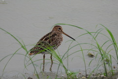 Gallinago