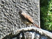 Phoenicurus phoenicurus