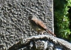 Phoenicurus phoenicurus