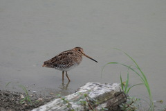 Gallinago
