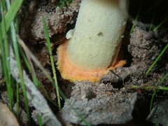 Amanita xanthocephala