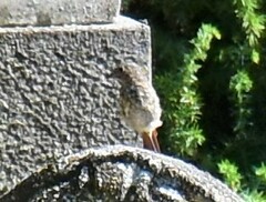 Phoenicurus phoenicurus