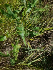 Sonchus arvensis uliginosus