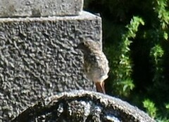 Phoenicurus phoenicurus