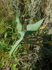Sonchus arvensis uliginosus
