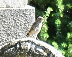 Phoenicurus phoenicurus