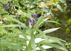 Vernonia noveboracensis