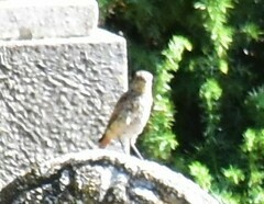 Phoenicurus phoenicurus