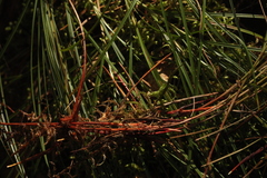 Carex globularis