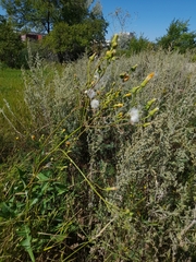 Sonchus arvensis uliginosus