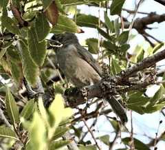 Baeolophus inornatus