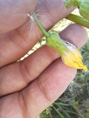 Sonchus arvensis uliginosus