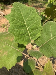 Solanum sessiliflorum