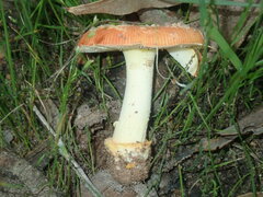 Amanita xanthocephala