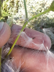 Sonchus arvensis uliginosus