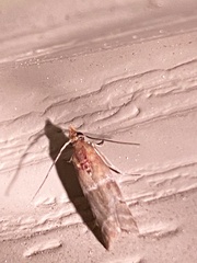 Moodna pallidostrinella