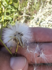 Sonchus arvensis uliginosus