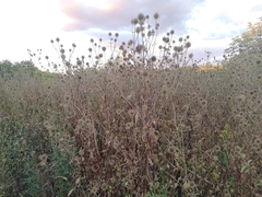Dipsacus strigosus