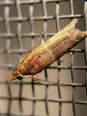 Moodna pallidostrinella