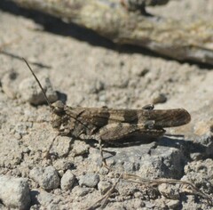 Trimerotropis fontana