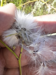 Sonchus arvensis uliginosus