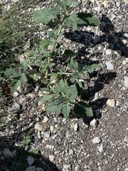 Verbesina encelioides