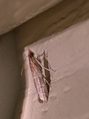 Moodna pallidostrinella