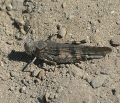 Trimerotropis verruculata