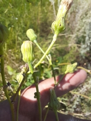 Sonchus arvensis uliginosus