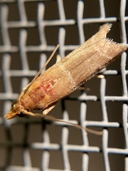 Moodna pallidostrinella