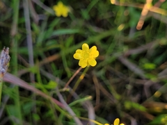 Ranunculus reptans