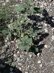 Verbesina encelioides