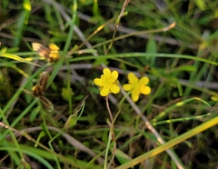 Ranunculus reptans