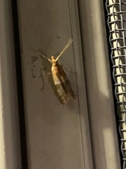 Moodna pallidostrinella
