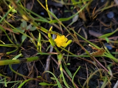 Ranunculus reptans