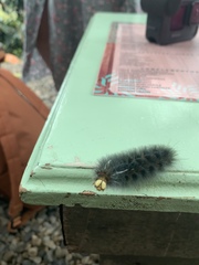 Lophocampa annulosa