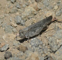 Trimerotropis verruculata