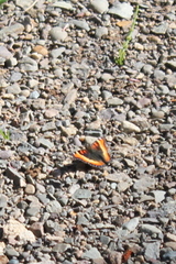 Aglais milberti