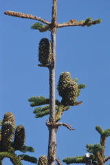 Abies procera