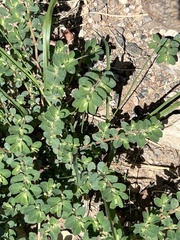 Euphorbia stictospora