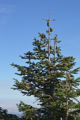 Abies procera