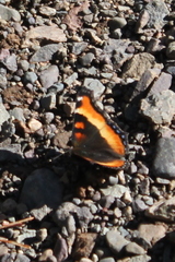 Aglais milberti