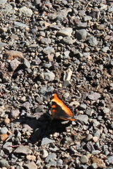Aglais milberti