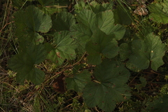 Rubus chamaemorus