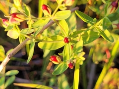 Hypericum boreale
