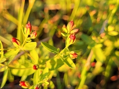 Hypericum boreale