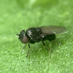 Ephydridae